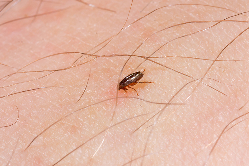 Flea Pest Control in Peterborough Cambridgeshire