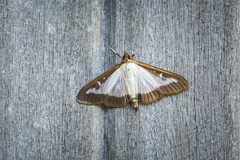 Moth Pest Control in Peterborough Cambridgeshire